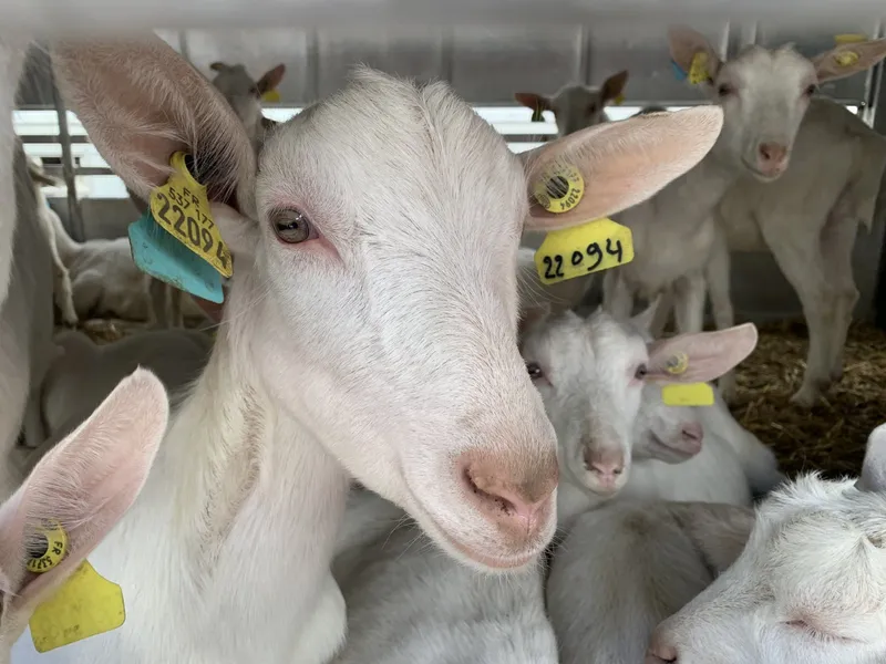 Племінні кози Зааненської породи з Франції.