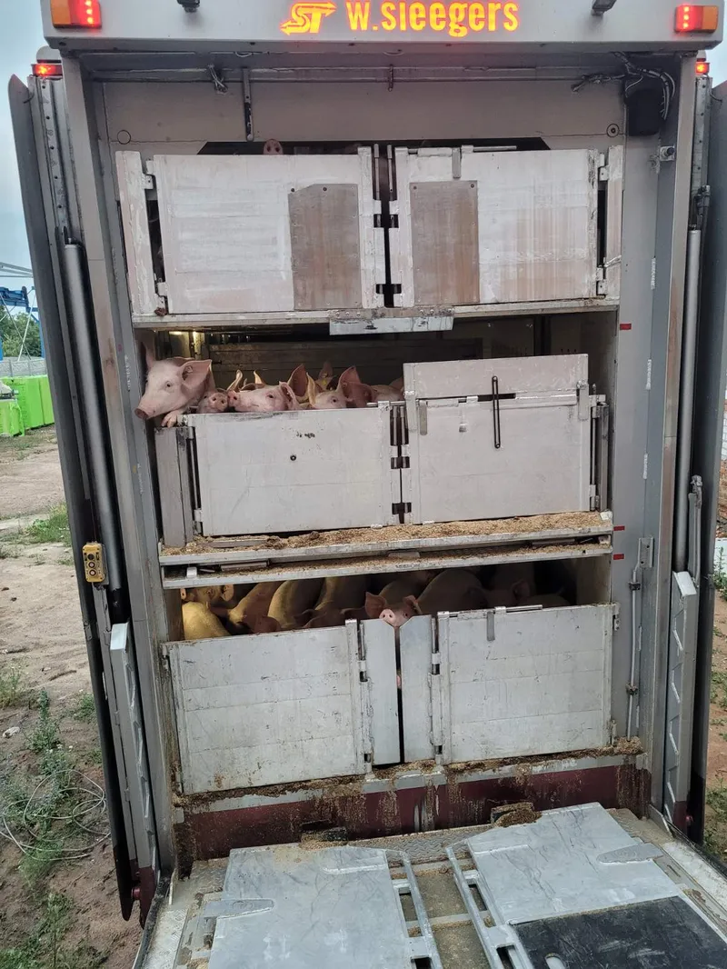 Експорт до України порід свиней ландрас та велика біла з Франції