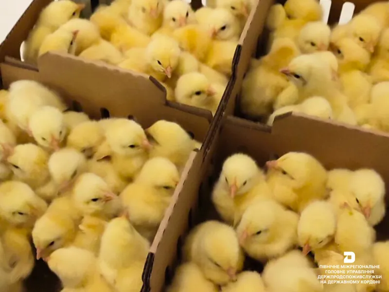 Ветеринарно-санітарний контроль добових курчат на кордоні
