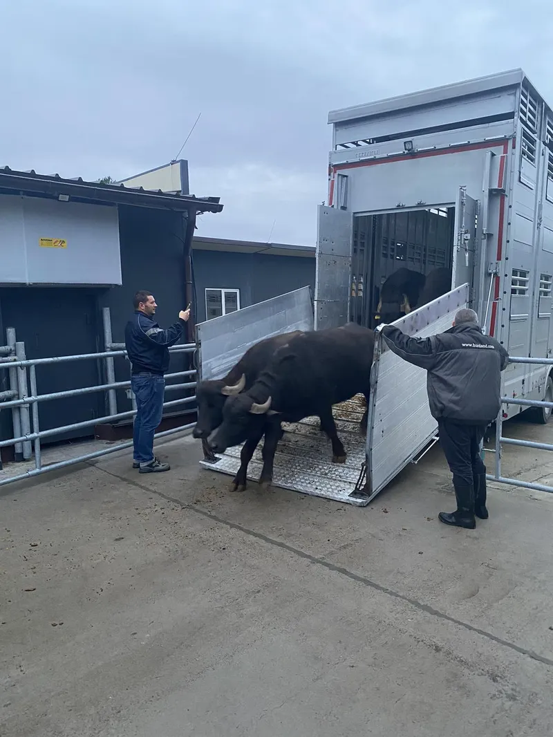 Середземноморські буйволи в Україні