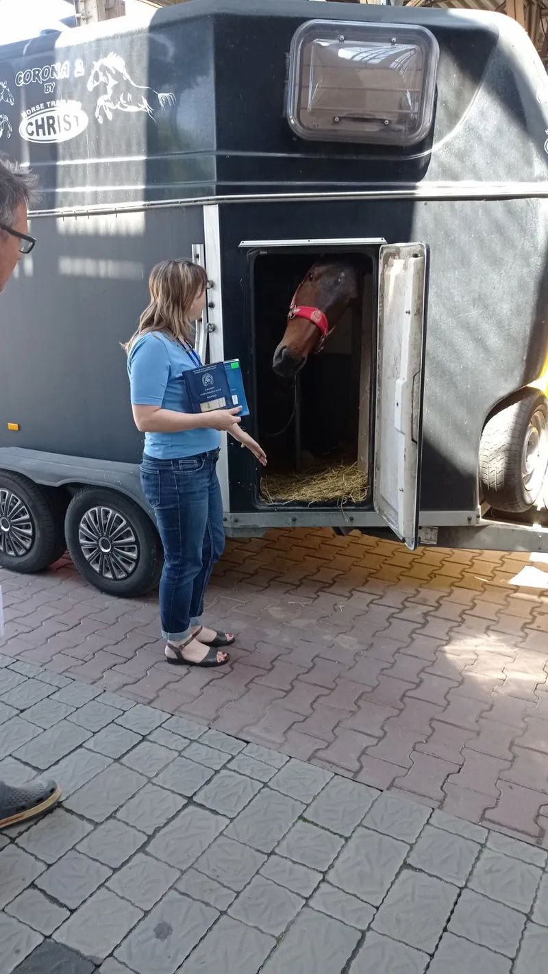 Коні повертаються в Україну