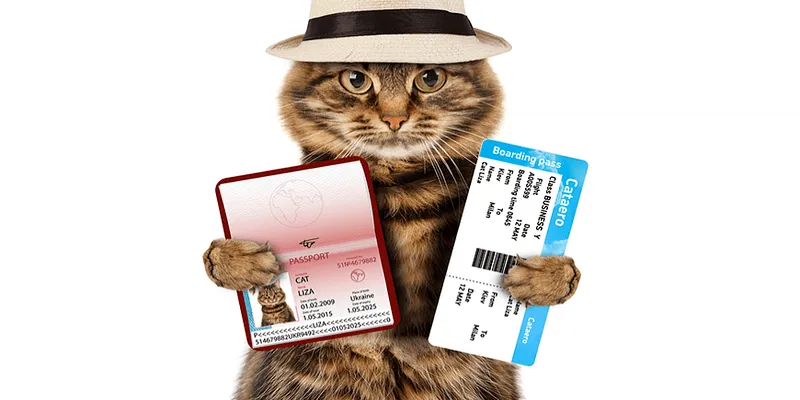 Тимчасово призупинено комерційне переміщення котів, собак і тхорів в Англію та Шотландію