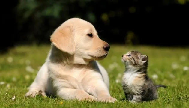 Про повернення домашніх тварин в Україну