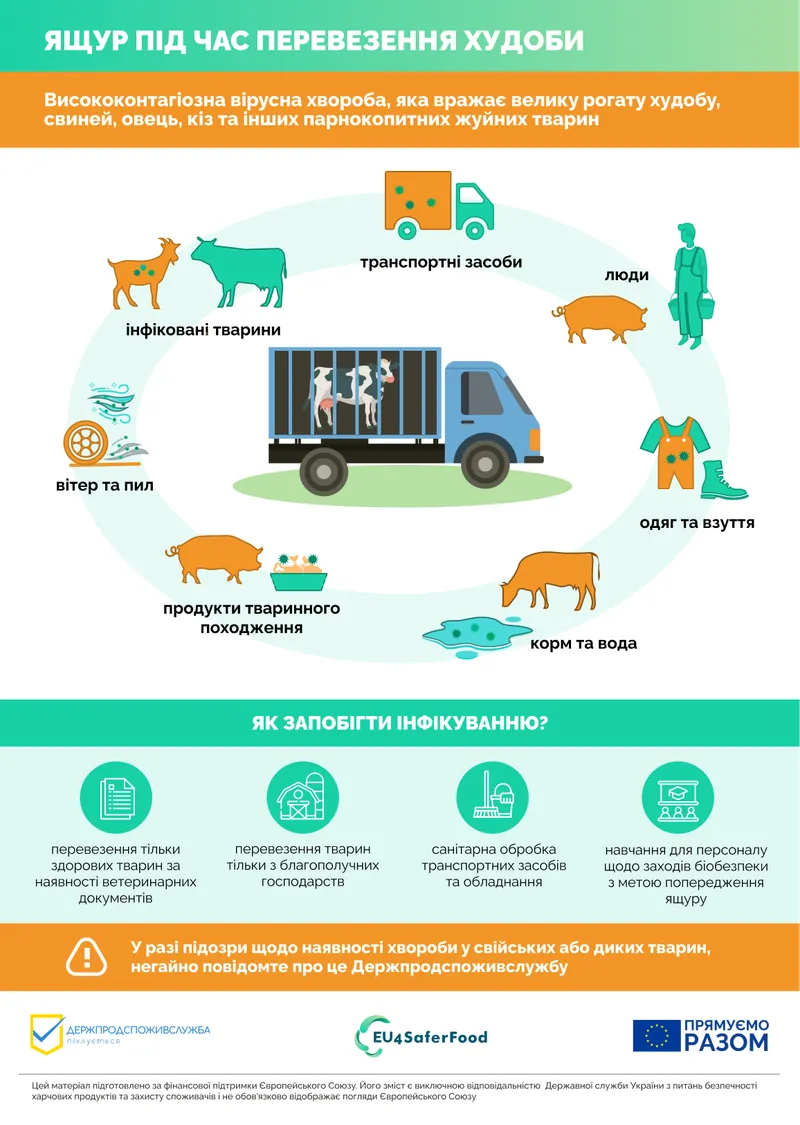 Як убезпечити худобу від ящуру при транспортуванні