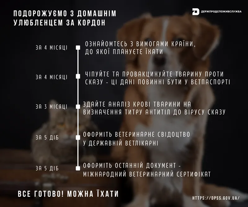 Чек-лист для подорожі з домашнім улюбленцем за кордон