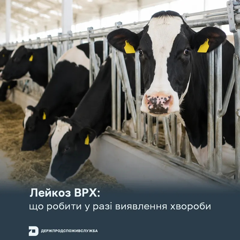 Лейкоз ВРХ: що робити у разі виявлення хвороби