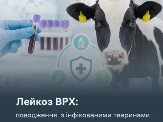 Лейкоз ВРХ: поводження  з інфікованими тваринами