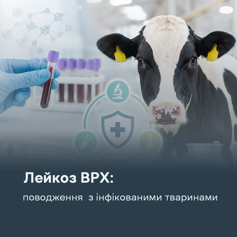 Лейкоз ВРХ: поводження  з інфікованими тваринами
