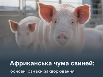 АЧС: основні ознаки