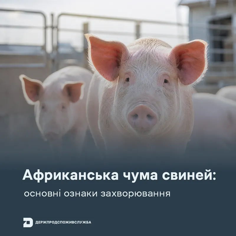 АЧС: основні ознаки