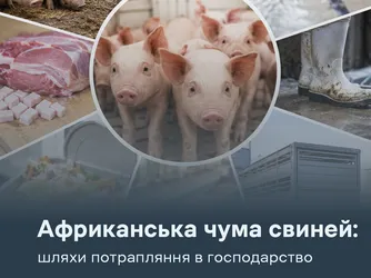 АЧС: шляхи потрапляння в господарство