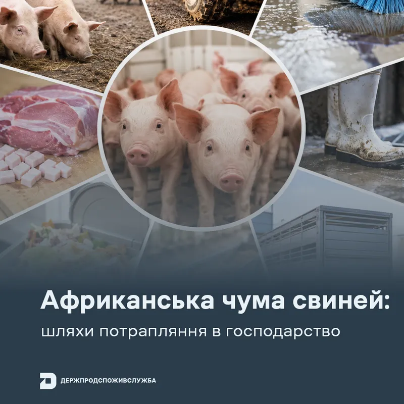 АЧС: шляхи потрапляння в господарство
