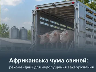 АЧС: рекомендації для недопущення захворювання