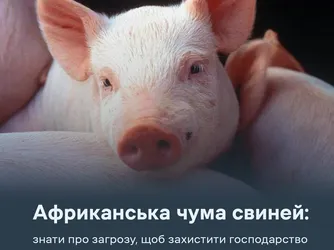 Африканська чума свиней: знати про загрозу, щоб захистити господарство