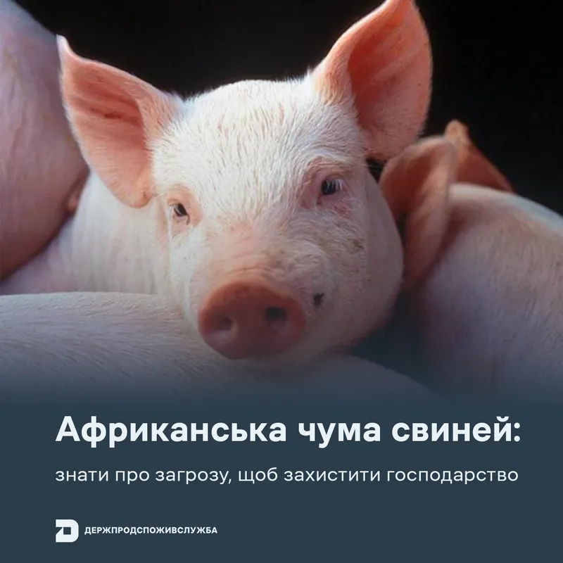 Африканська чума свиней: знати про загрозу, щоб захистити господарство