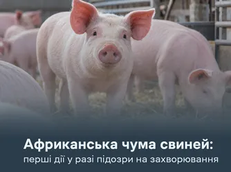 АЧС: перші дії у разі підозри на захворювання