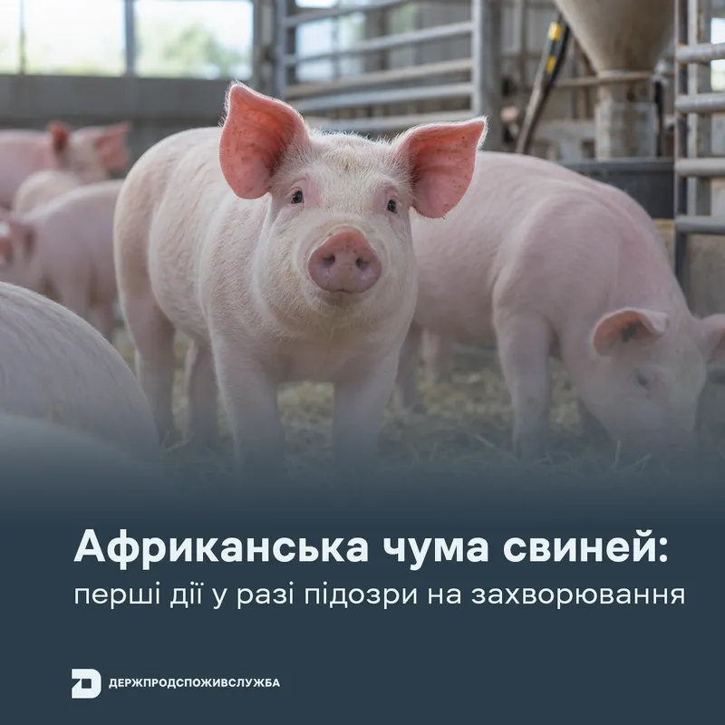 АЧС: перші дії у разі підозри на захворювання
