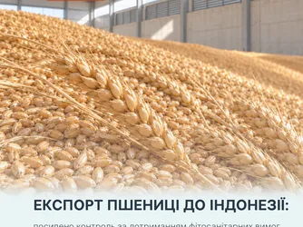 УВАГА! Експорт пшениці до Індонезії: посилено контроль за дотриманням фітосанітарних вимог
