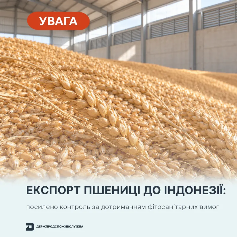 УВАГА! Експорт пшениці до Індонезії: посилено контроль за дотриманням фітосанітарних вимог