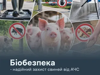 Біобезпека — надійний захист свиней від АЧС