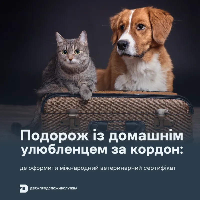 Подорож із домашнім улюбленцем за кордон: де оформити міжнародний ветеринарний сертифікат