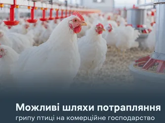Можливі шляхи потрапляння грипу птиці на комерційне господарство