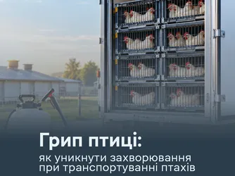 Грип птиці: як уникнути захворювання при транспортуванні птахів