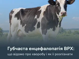 Губчаста енцефалопатія ВРХ: що відомо про хворобу і як її розпізнати