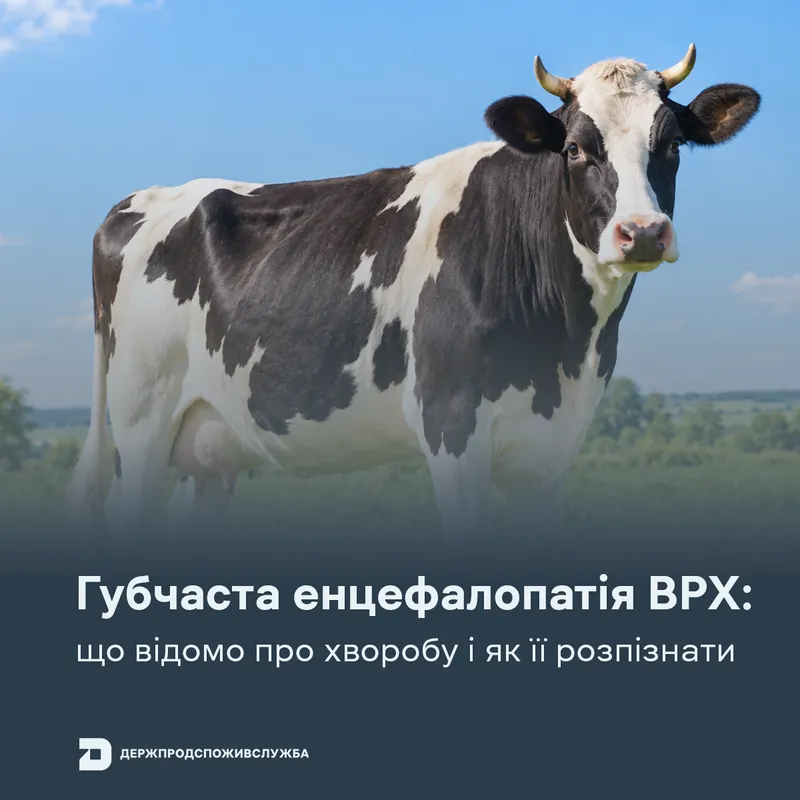 Губчаста енцефалопатія ВРХ: що відомо про хворобу і як її розпізнати