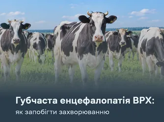 Губчаста енцефалопатія ВРХ: як не допустити захворювання