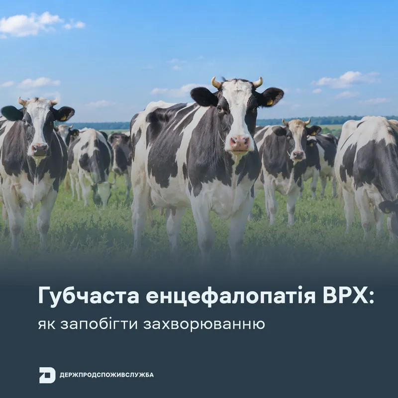 Губчаста енцефалопатія ВРХ: як не допустити захворювання