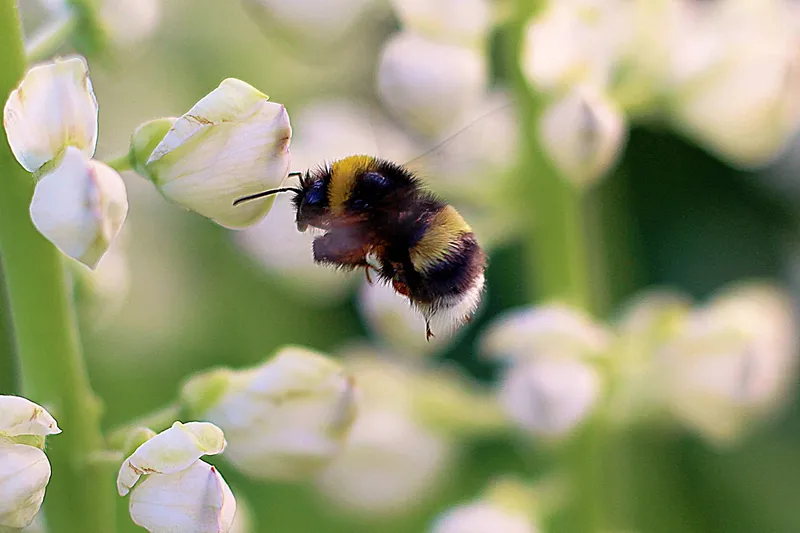 Джмелі “допоможуть” фермерам вирощувати лохину