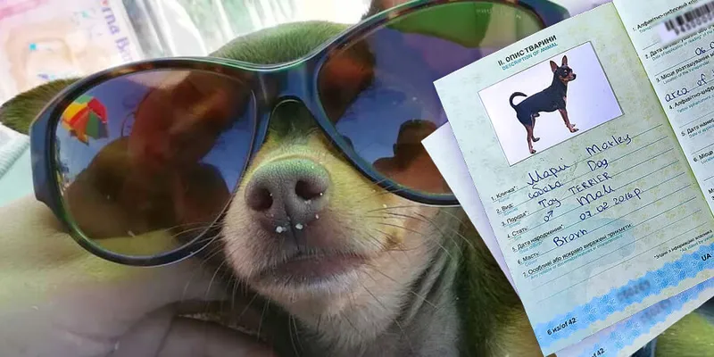 Увага! Скасовуються попередні спрощені Вимоги до некомерційного переміщення домашніх тварин до Республіки Польща