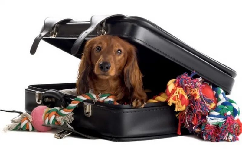 Поточні вимоги до некомерційного переміщення тварин на територію країн ЄС