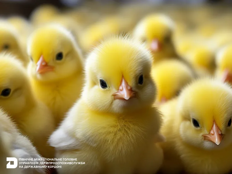 Ветеринарно-санітарний контроль добових курчат та індичат на кордоні за липень 2025 року