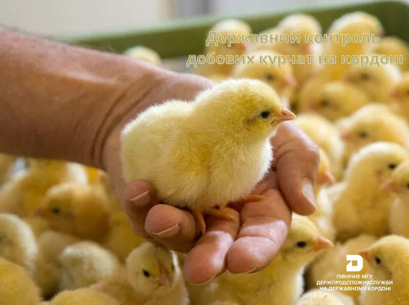 Державний контроль добових курчат на кордоні