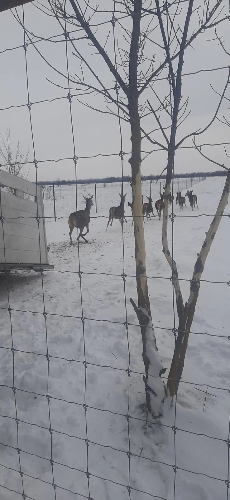 Благородні олені знову в Україні