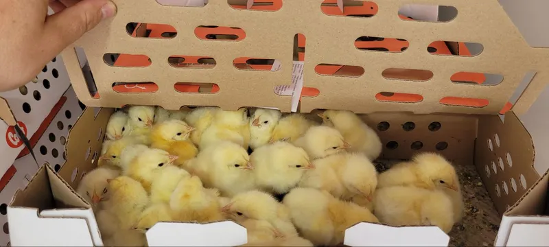 Нарощування племінного фонду свійської птиці!