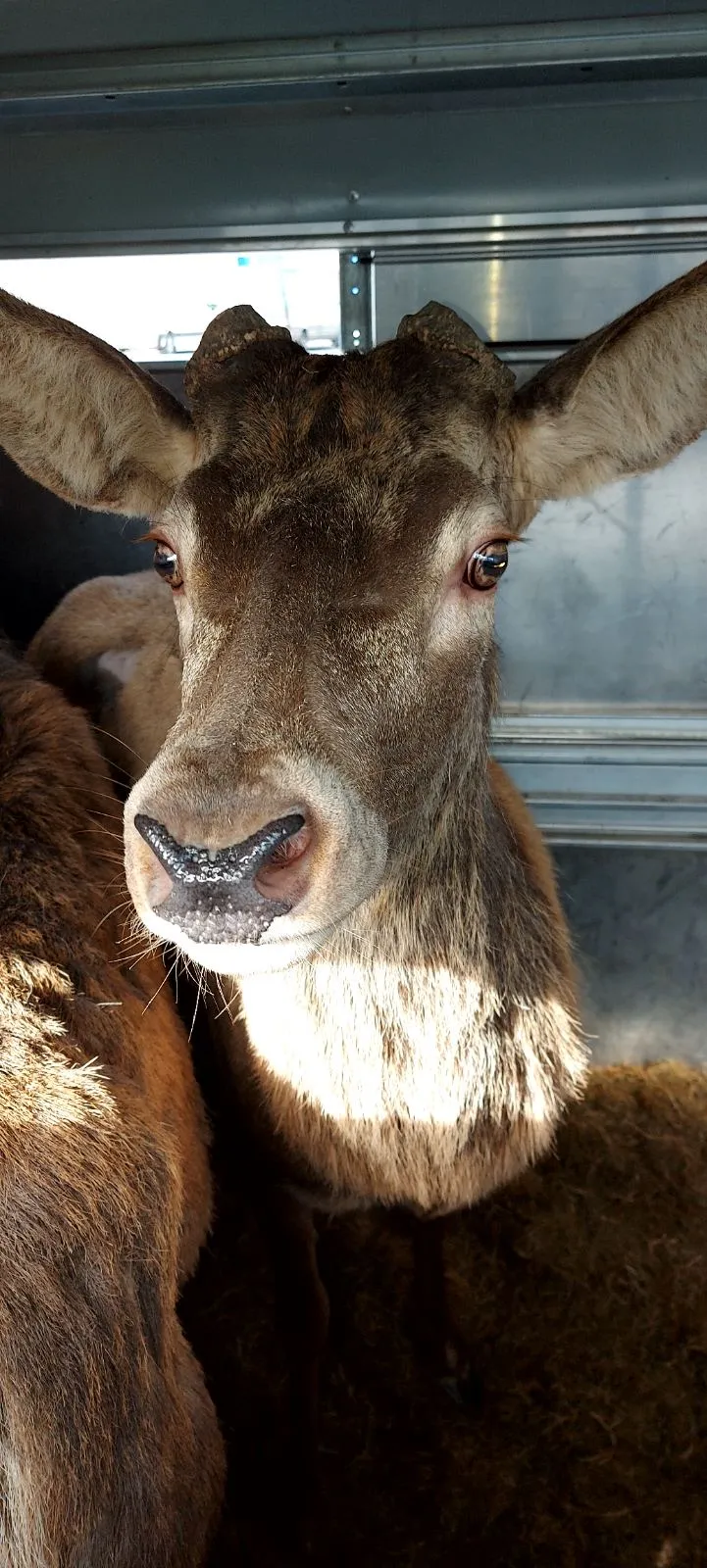 Збільшуємо популяцію оленів разом!
