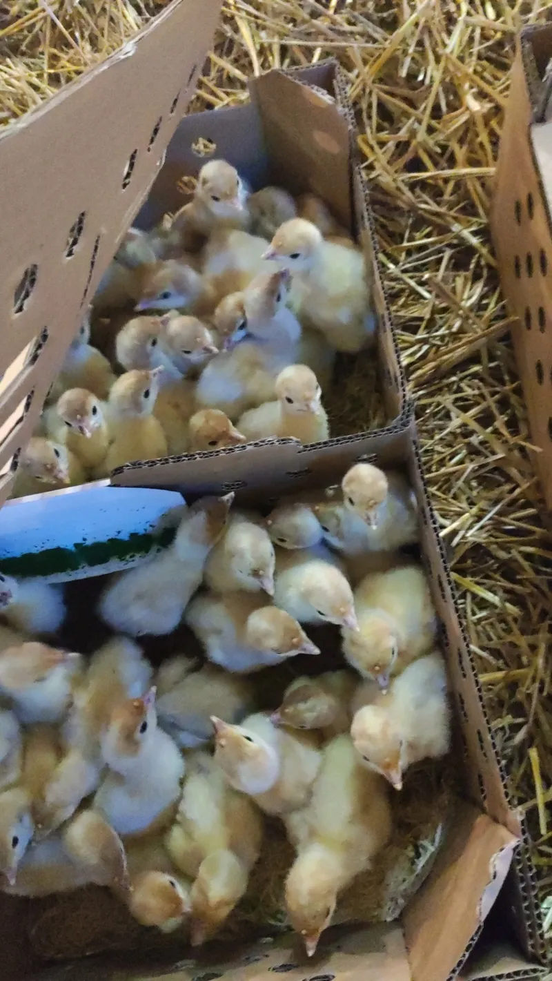 Прибули добові індичата з Австрії