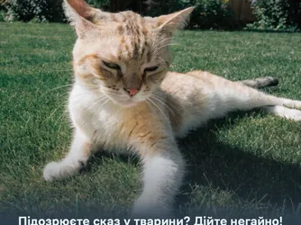 Підозрюєте сказ у тварини? Дійте негайно!