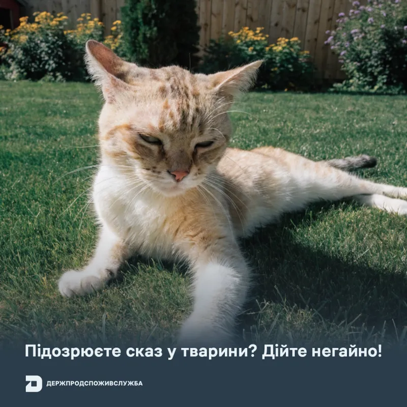 Підозрюєте сказ у тварини? Дійте негайно!