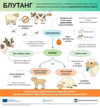Блутанг: перебіг хвороби у свійських тварин