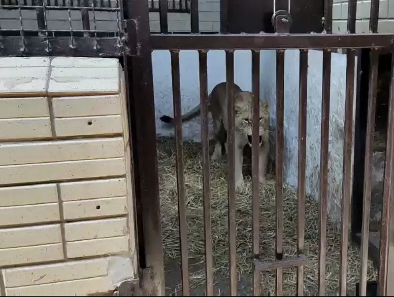 ПОРЯТУНОК ТВАРИН!