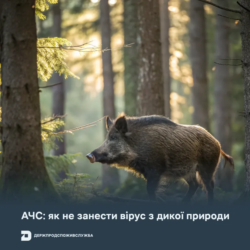 АЧС: як не занести вірус з дикої природи