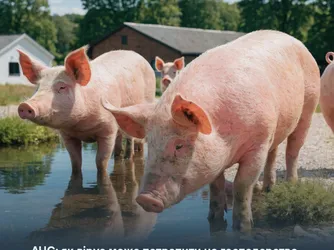 АЧС: як вірус може потрапити на господарство