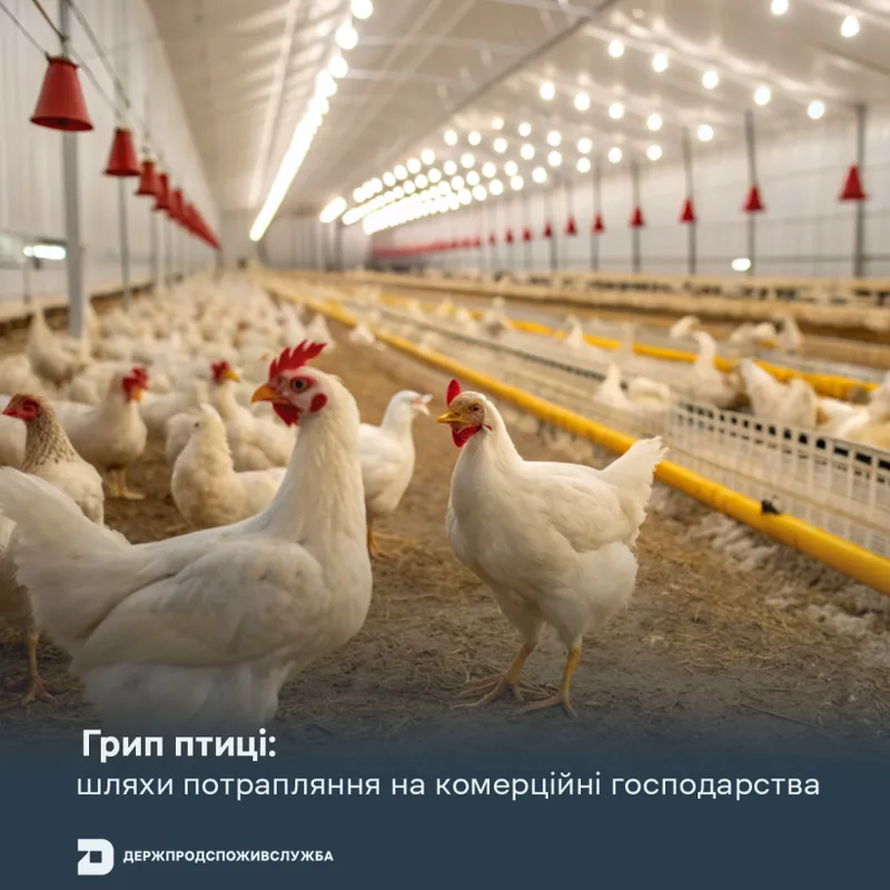Грип птиці: шляхи потрапляння на комерційні господарства