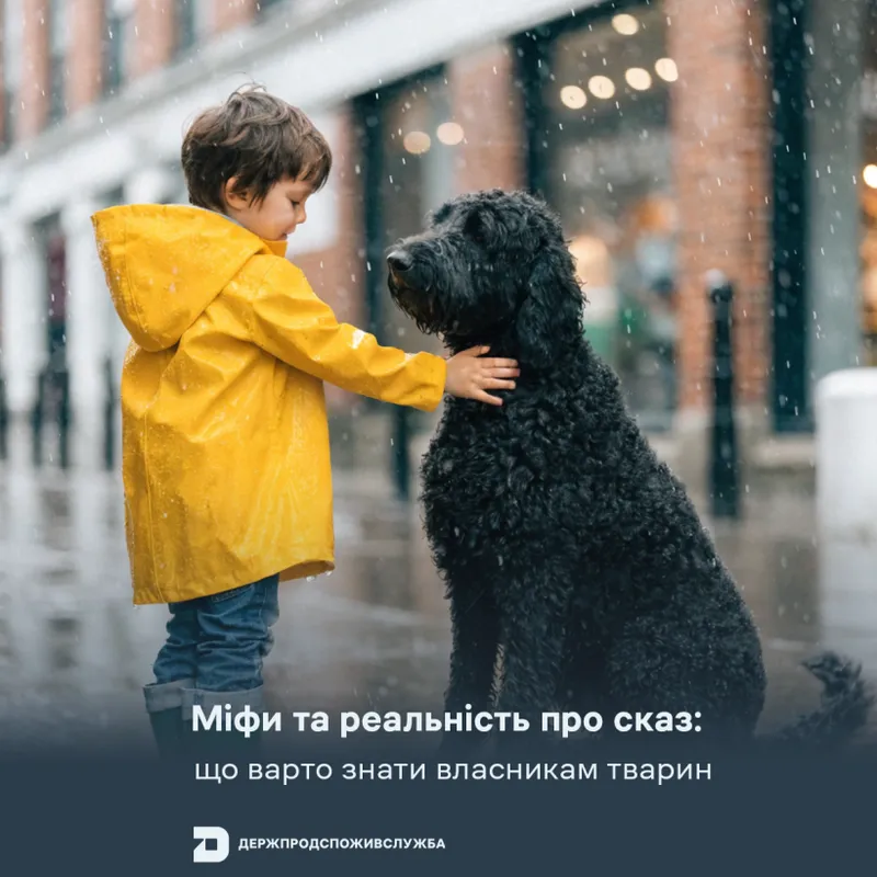 Міфи та реальність про сказ: що варто знати власникам тварин