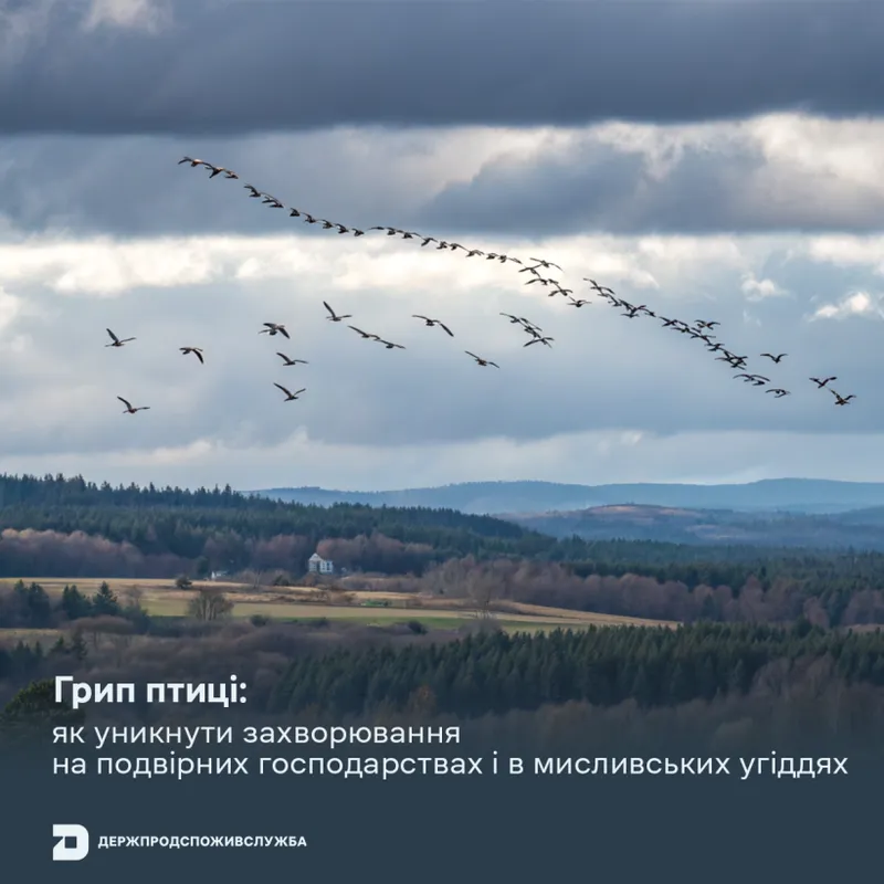 Грип птиці: як уникнути захворювання на подвірних господарствах і в мисливських угіддях