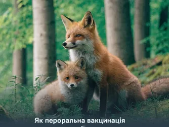 Як пероральна вакцинація допомагає запобігти поширенню сказу